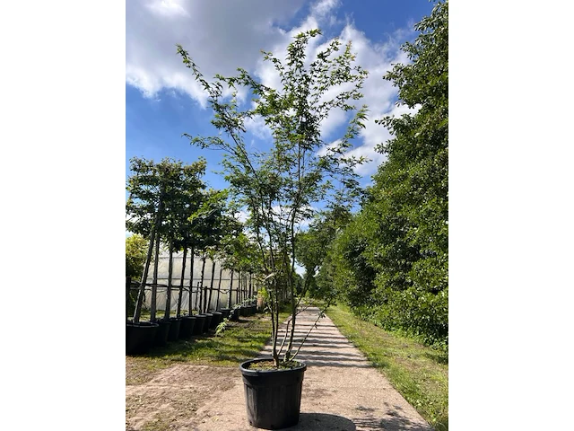 2x japanse esdoorn, acer palmatum, meerstammig, rode herfstkleur, ca. 175-225 cm hoog - afbeelding 2 van  2