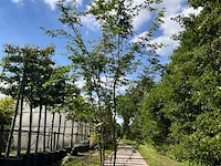 2x japanse esdoorn, acer palmatum, meerstammig, rode herfstkleur, ca. 175-225 cm hoog - afbeelding 2 van  2