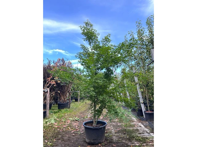 2x japanse esdoorn, acer palmatum, meerstammig, rode herfstkleur, ca. 225-275 cm hoog - afbeelding 1 van  2