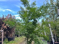 2x japanse esdoorn, acer palmatum, meerstammig, rode herfstkleur, ca. 225-275 cm hoog