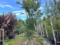 2x japanse esdoorn, acer palmatum, meerstammig, rode herfstkleur, ca. 225-275 cm hoog - afbeelding 2 van  2