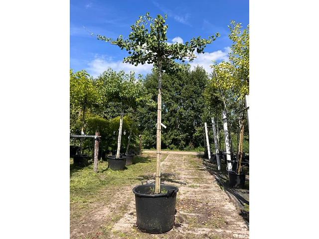 2x japanse notenboom, ginkgo biloba, dakboom, gele herfstkleur, ca. 220 cm stamhoogte - afbeelding 1 van  2