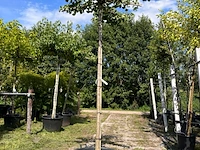 2x japanse notenboom, ginkgo biloba, dakboom, gele herfstkleur, ca. 220 cm stamhoogte