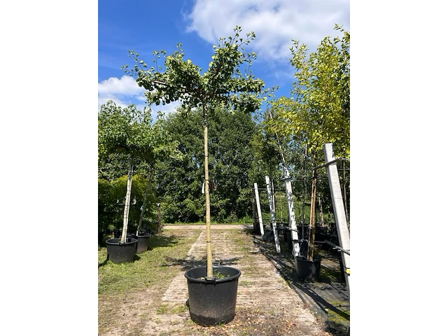 2x japanse notenboom, ginkgo biloba, dakboom, gele herfstkleur, ca. 220 cm stamhoogte - afbeelding 2 van  2