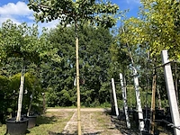 2x japanse notenboom, ginkgo biloba, dakboom, gele herfstkleur, ca. 220 cm stamhoogte - afbeelding 2 van  2