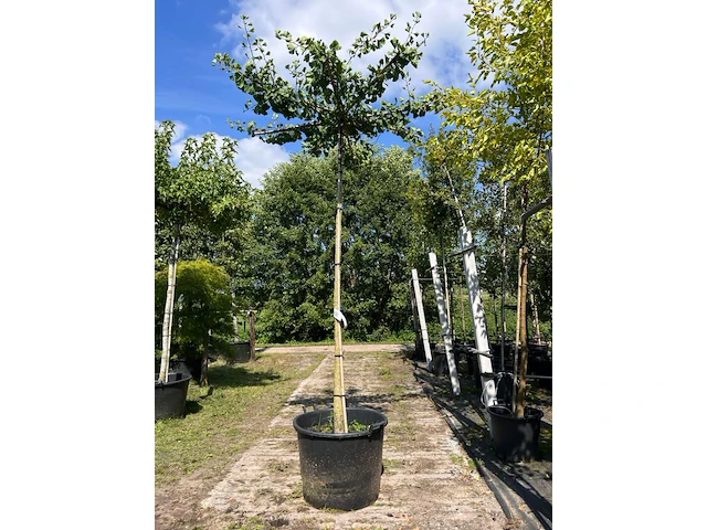 2x japanse notenboom, ginkgo biloba, dakboom, gele herfstkleur, ca. 220 cm stamhoogte - afbeelding 1 van  2
