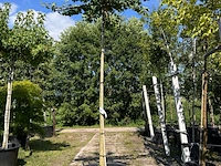 2x japanse notenboom, ginkgo biloba, dakboom, gele herfstkleur, ca. 220 cm stamhoogte