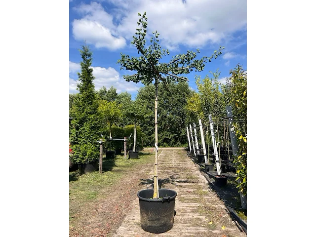 2x japanse notenboom, ginkgo biloba, dakboom, gele herfstkleur, ca. 220 cm stamhoogte - afbeelding 2 van  2
