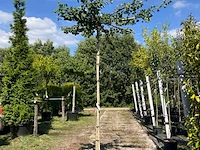 2x japanse notenboom, ginkgo biloba, dakboom, gele herfstkleur, ca. 220 cm stamhoogte - afbeelding 2 van  2