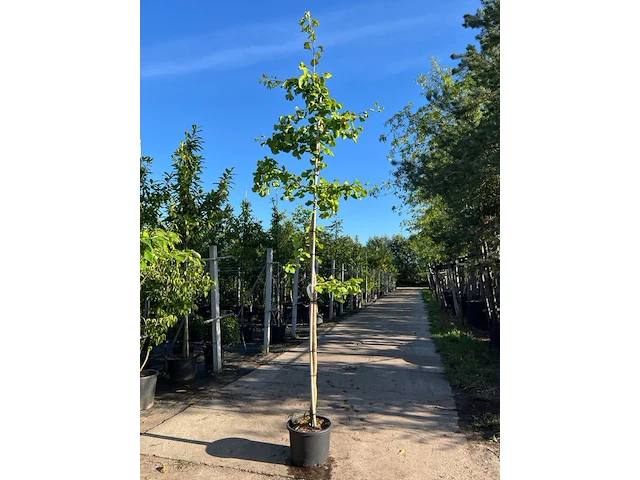 2x japanse notenboom, ginkgo biloba, loofboom, gele herfstkleur, ca. 3-3.5 m hoog - afbeelding 1 van  2