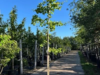 2x japanse notenboom, ginkgo biloba, loofboom, gele herfstkleur, ca. 3-3.5 m hoog