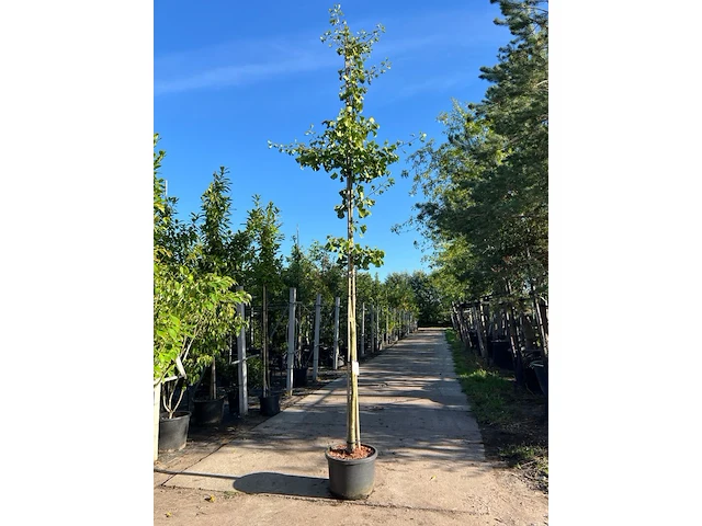 2x japanse notenboom, ginkgo biloba, loofboom, gele herfstkleur, ca. 3-3.5 m hoog - afbeelding 2 van  2