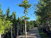 2x japanse notenboom, ginkgo biloba, loofboom, gele herfstkleur, ca. 3-3.5 m hoog - afbeelding 2 van  2