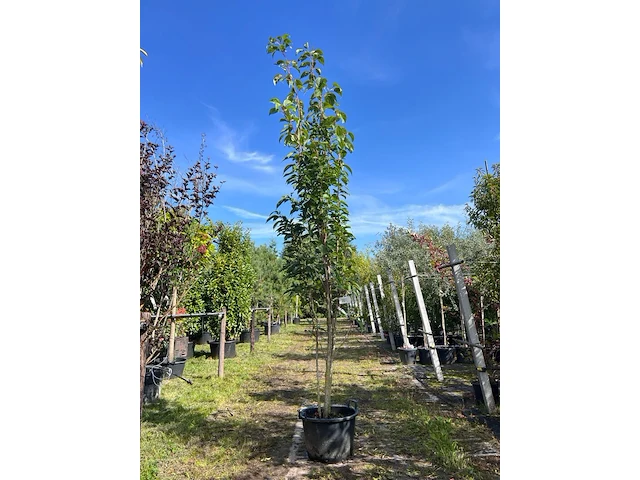 2x japanse sierkers, prunus 'amanogawa', meerstammig, roze bloei, ca. 250-300 cm hoog - afbeelding 1 van  3