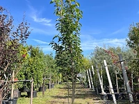 2x japanse sierkers, prunus 'amanogawa', meerstammig, roze bloei, ca. 250-300 cm hoog