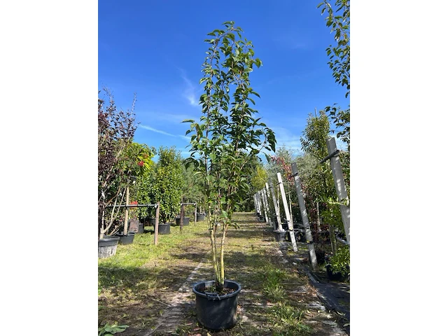 2x japanse sierkers, prunus 'amanogawa', meerstammig, roze bloei, ca. 250-300 cm hoog - afbeelding 2 van  3