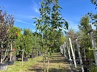 2x japanse sierkers, prunus 'amanogawa', meerstammig, roze bloei, ca. 250-300 cm hoog - afbeelding 2 van  3