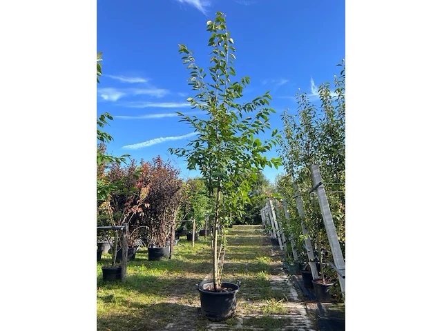 2x japanse sierkers, prunus 'amanogawa', meerstammig, roze bloei, ca. 300-350 cm hoog - afbeelding 1 van  3