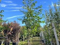 2x japanse sierkers, prunus 'amanogawa', meerstammig, roze bloei, ca. 300-350 cm hoog