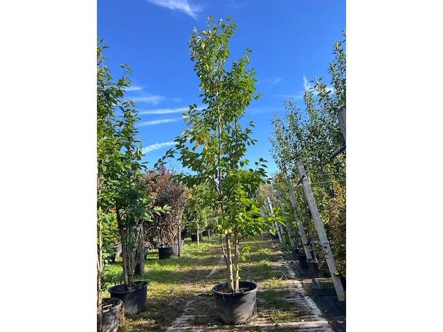 2x japanse sierkers, prunus 'amanogawa', meerstammig, roze bloei, ca. 300-350 cm hoog - afbeelding 2 van  3