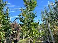 2x japanse sierkers, prunus 'amanogawa', meerstammig, roze bloei, ca. 300-350 cm hoog - afbeelding 2 van  3
