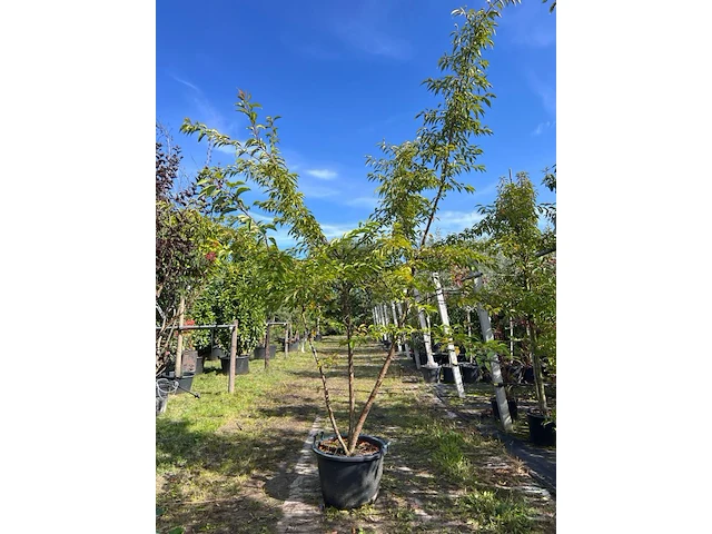 2x japanse sierkers, prunus 'autumnalis rosea', meerstammig, zachtroze bloei, ca. 200-250 cm hoog - afbeelding 1 van  3