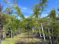 2x japanse sierkers, prunus 'autumnalis rosea', meerstammig, zachtroze bloei, ca. 200-250 cm hoog