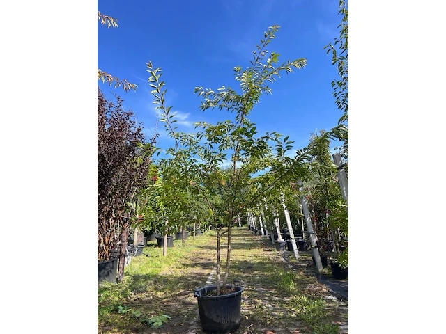 2x japanse sierkers, prunus 'autumnalis rosea', meerstammig, zachtroze bloei, ca. 200-250 cm hoog - afbeelding 2 van  3