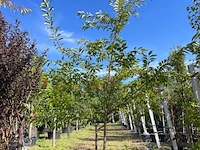2x japanse sierkers, prunus 'autumnalis rosea', meerstammig, zachtroze bloei, ca. 200-250 cm hoog - afbeelding 2 van  3