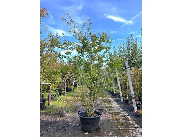 2x japanse sierkers, prunus 'oshidori', meerstammig, wit/roze bloei, ca. 200-250 cm hoog - afbeelding 1 van  2