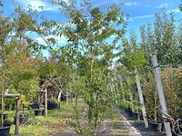 2x japanse sierkers, prunus 'oshidori', meerstammig, wit/roze bloei, ca. 200-250 cm hoog