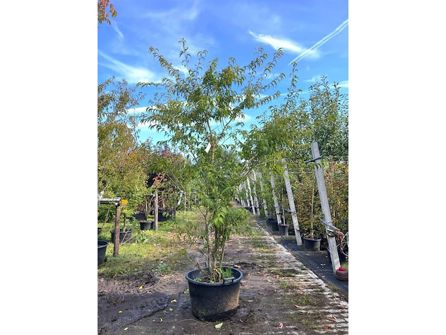 2x japanse sierkers, prunus 'oshidori', meerstammig, wit/roze bloei, ca. 200-250 cm hoog - afbeelding 2 van  2