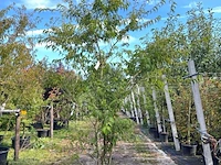 2x japanse sierkers, prunus 'oshidori', meerstammig, wit/roze bloei, ca. 200-250 cm hoog - afbeelding 2 van  2