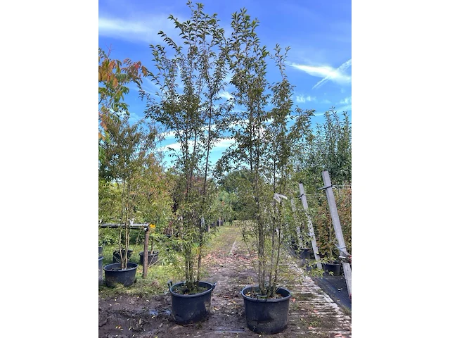 2x japanse sierkers, prunus 'paean', meerstammig, roze bloei, ca. 250-300 cm hoog - afbeelding 1 van  2