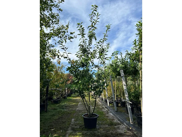 2x japanse sierkers, prunus s. 'kanzan', meerstammig, dieproze bloei, ca. 250 cm hoog - afbeelding 1 van  3