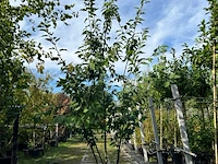 2x japanse sierkers, prunus s. 'kanzan', meerstammig, dieproze bloei, ca. 250 cm hoog