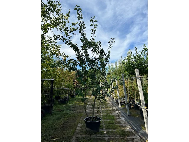 2x japanse sierkers, prunus s. 'kanzan', meerstammig, dieproze bloei, ca. 250 cm hoog - afbeelding 2 van  3