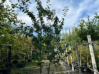 2x japanse sierkers, prunus s. 'kanzan', meerstammig, dieproze bloei, ca. 250 cm hoog - afbeelding 2 van  3