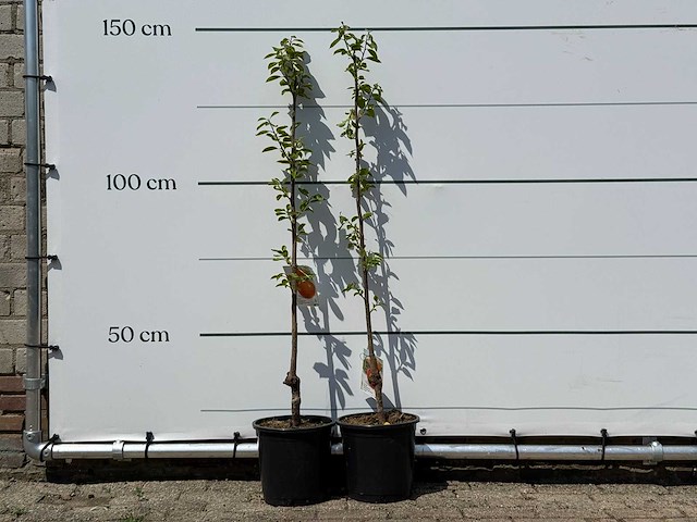 2x kakiboom - diospyros kaki - hoogte ca. 150 cm - afbeelding 1 van  4