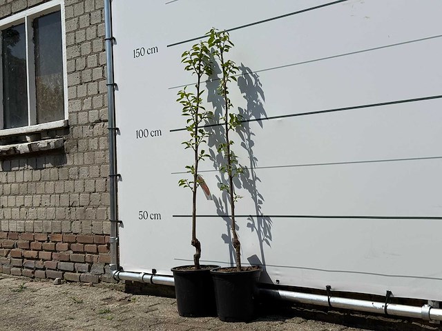 2x kakiboom - diospyros kaki - hoogte ca. 150 cm - afbeelding 3 van  4