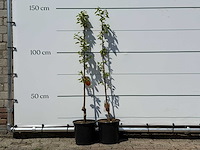 2x kakiboom - diospyros kaki - hoogte ca. 150 cm - afbeelding 1 van  4