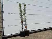 2x kakiboom - diospyros kaki - hoogte ca. 150 cm - afbeelding 4 van  4