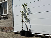 2x kakiboom - diospyros kaki - hoogte ca. 150 cm - afbeelding 2 van  4