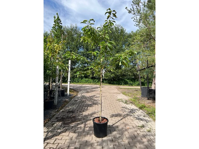 2x kersenboom, prunus 'kordia', fruitgaardboom, vruchtdragend, ca. 2-2.5 m hoog - afbeelding 1 van  2