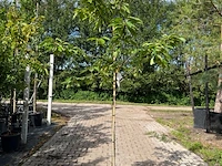2x kersenboom, prunus 'kordia', fruitgaardboom, vruchtdragend, ca. 2-2.5 m hoog