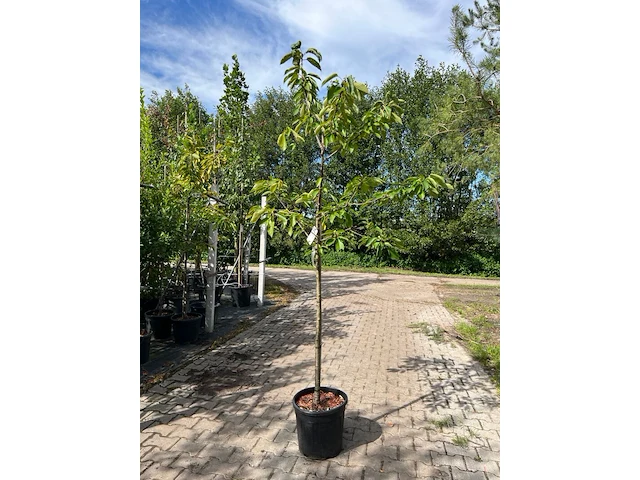 2x kersenboom, prunus 'kordia', fruitgaardboom, vruchtdragend, ca. 2-2.5 m hoog - afbeelding 2 van  2