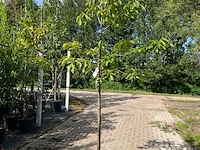2x kersenboom, prunus 'kordia', fruitgaardboom, vruchtdragend, ca. 2-2.5 m hoog - afbeelding 2 van  2