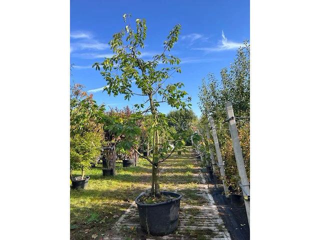 2x kersenboom, prunus 'kordia', fruitgaardboom, vruchtdragend, ca. 3m hoog - afbeelding 1 van  2