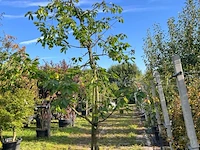 2x kersenboom, prunus 'kordia', fruitgaardboom, vruchtdragend, ca. 3m hoog