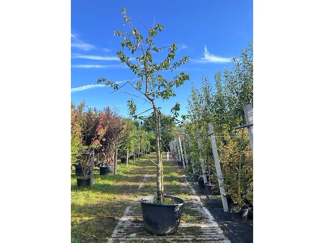 2x kersenboom, prunus 'kordia', fruitgaardboom, vruchtdragend, ca. 3m hoog - afbeelding 2 van  2